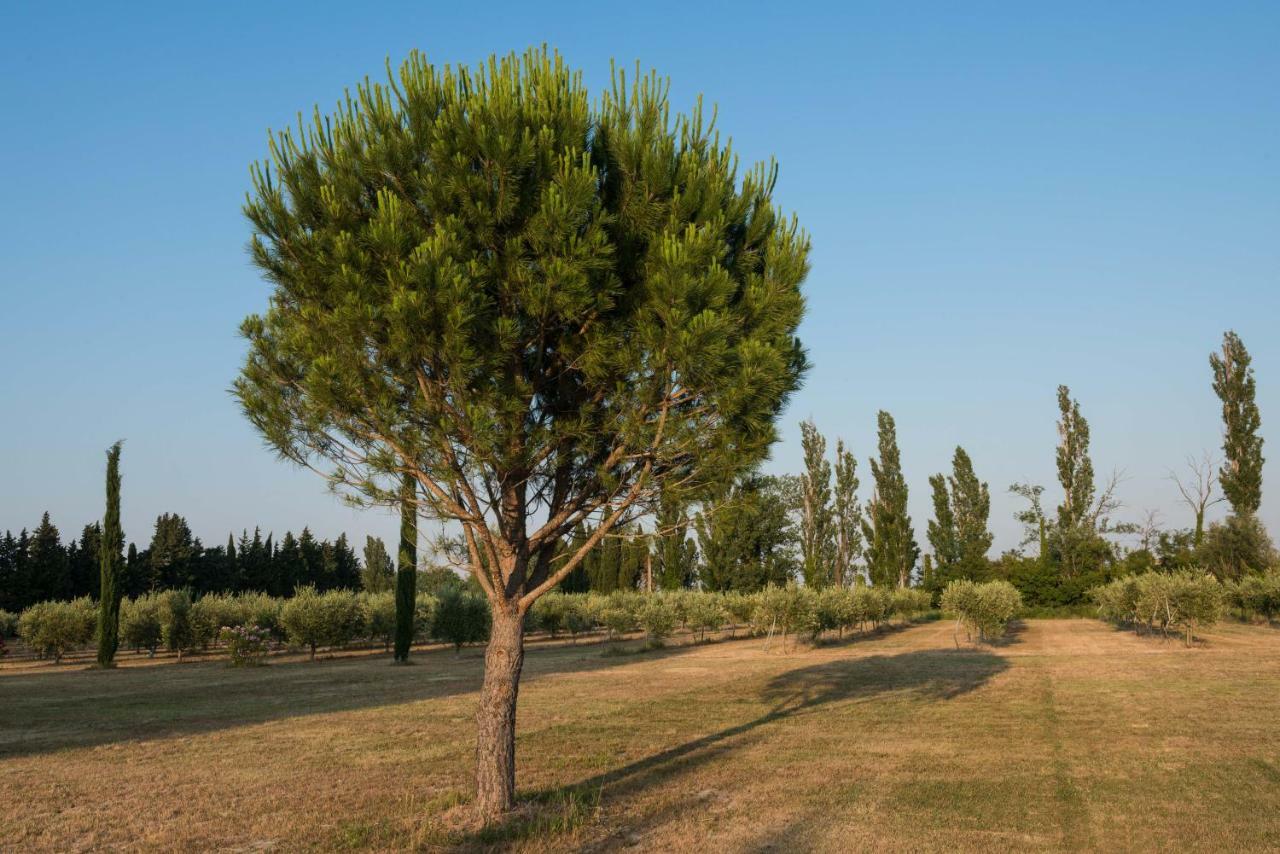 Domaine De Fontbelle Bed and Breakfast Graveson Buitenkant foto